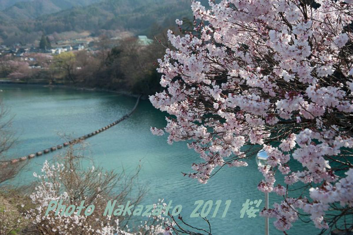 高遠の桜